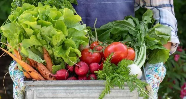 How To Start Gardening 2023 India Tips for beginners 6 How To Start Gardening 2023 India Tips for beginners