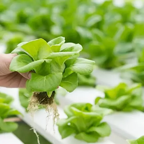 Sansar Green Liquid Hydroponic Fertilizer For Plants From Sansar Green