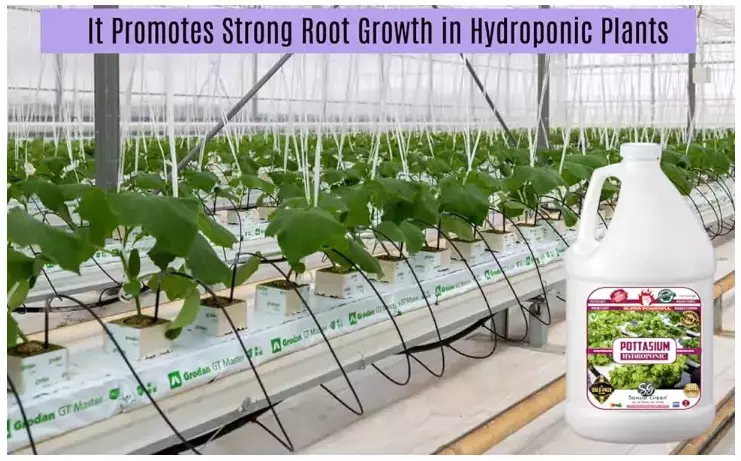 Sansar Green Liquid Potassium Fertilizer for Hydroponic Plants