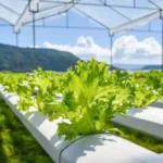 Sansar Green Liquid NPK 19 Hydroponic Fertilizer For Plants From Sansar Green
