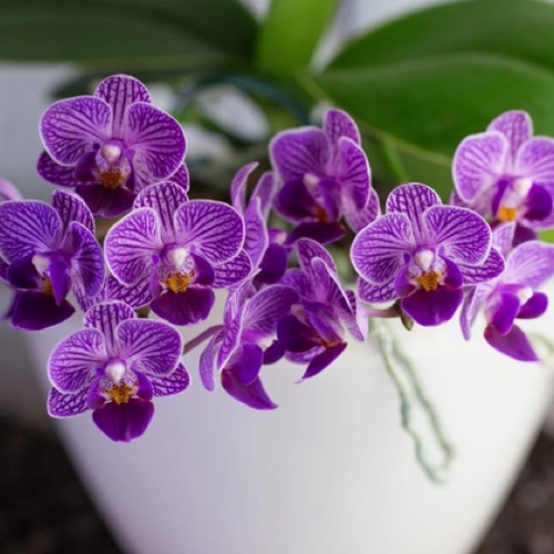 Sansar Green Orchid Potting Mixture For Orchid Plants From sansar Green