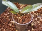 Sansar Green Tree Bark for orchid Plant From Sansar Green