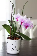 Sansar Green Tree Bark for orchid Plant From Sansar Green
