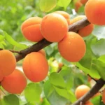 Sansar Green All Plants Growth Magic Balls Fertilizer From Sansar Green