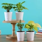 Sansar Green All Plants Growth Magic Balls Fertilizer From Sansar Green