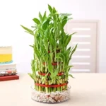 Sansar Green Aquatic Plant Food Liquid Fertilizer From Sansar Green