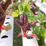 Sansar Green A & z Nutrients Hydroponic Fertilizer From Sansar Green