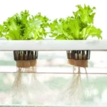 Sansar Green A & z Nutrients Hydroponic Fertilizer From Sansar Green