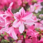 Sansar Green Azalea Growth magic Balls From Sansar Green