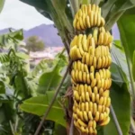 Sansar Green Banana Growth Liquid Fertilizer From Sansar Green