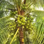 Sansar Green Coconut Growth Liquid Fertilizer From Sansar Green