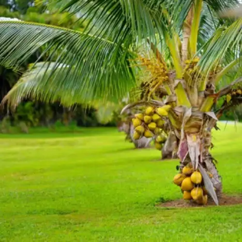 Sansar Green Coconut Growth Magic Balls Fertilizer From Sansar Green