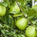 Sansar_Green_Guava_Growth_Magic_Balls_Fertilizer_Sansar_Green (2)