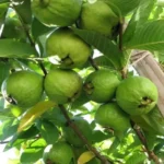 Sansar Green Guava Growth Liquid Fertilizer from Sansar Green