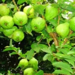 Sansar Green Guava Growth Liquid Fertilizer from Sansar Green