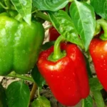 Sansar Green Hydroponic NPK Liquid Fertilizer From Sansar Green