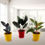 Sansar Green Indoor plant Growth Magic Bals Fertilizer From Sansar Green