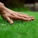 Sansar Green Lawn Grass Magic bals Fertilizer From Sansar Green