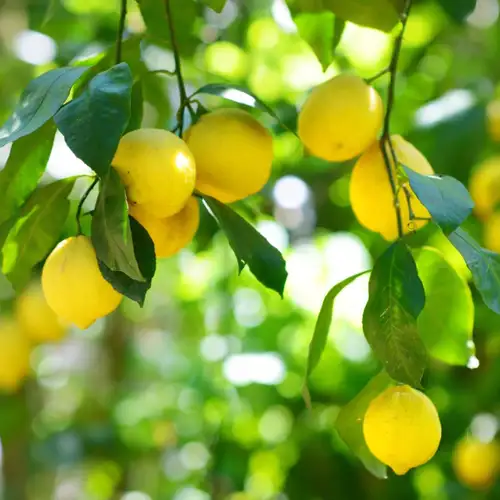 Sansar Green Lemon Growth Magic Balls Fertilizer From sansar Green