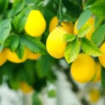 Sansar Green Lemon Growth Magic Balls Fertilizer From sansar Green