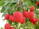 Sansar Green Litchi Growth Magic Balls Fertilizer From sansar Green