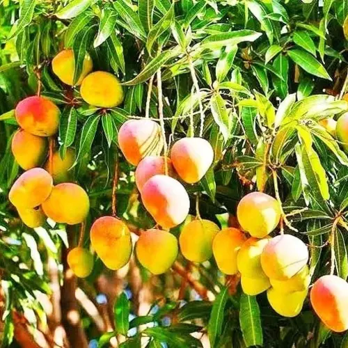 Sansar Green Mango Growth Magic Balls Fertilizer From sansar Green