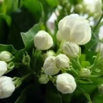Sansar Green Mogra Growth Magic Balls Fertilizer From sansar Green