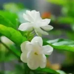 Sansar Green Mogra Growth Magic Balls Fertilizer From sansar Green