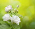 Sansar Green Mogra Growth Magic Balls Fertilizer From sansar Green