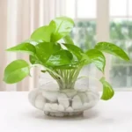 Sansar Green Money Plant Growth Magic Balls Fertilizer From sansar Green
