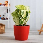 Sansar Green Money Plant Growth Magic Balls Fertilizer From sansar Green