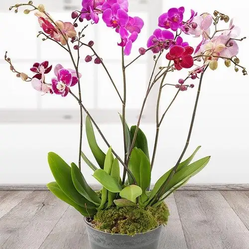 Sansar Green Orchid Bloom Magic Balls Fertilizer From Sansar Green