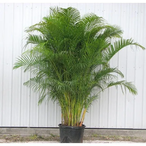 Sansar Green Palm Growth Magic Balls fertilizer From Sansar Green