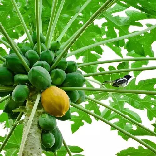 Sansar Green Papaya Growth Magic Balls Fertilizer From Sansar Green