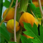 Sansar Green Papaya Growth Magic Balls Fertilizer From Sansar Green