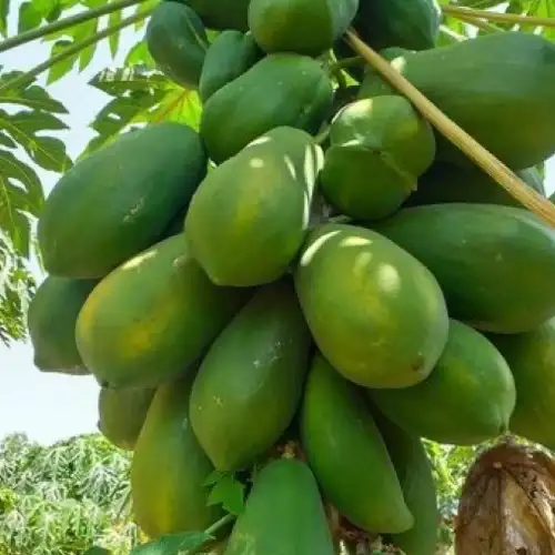 Sansar Green Papaya Growth Liquid Fertilizer From Sansar Green