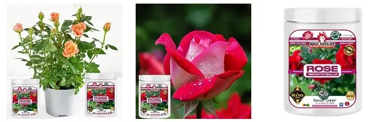 Sansar Green Rose Growth Magic Balls Fertilizer