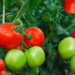 Sansar Green Tomato Liquid Fertilizer From Sansar Green