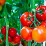 Sansar Green Tomato Liquid Fertilizer From Sansar Green