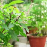Sansar Green Tulsi Plant Growth Magic Balls Fertilizer Fertilizer From Sansar Green