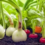 sansar Green Vegetable Plant Growth Magic Balls Fertilizer From Sansar Green