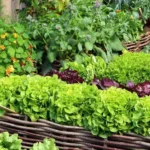 sansar Green Vegetable Plant Growth Magic Balls Fertilizer From Sansar Green