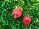 Sansar Green Pomegranate Liquid Fertilizer From Sansar Green
