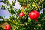 Sansar Green Pomegranate Liquid Fertilizer From Sansar Green