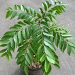 Sansar_Green_Curry_Plant_Seeds