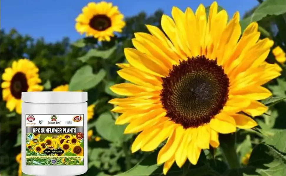 Sansar Agro NPK Sunflower Plant