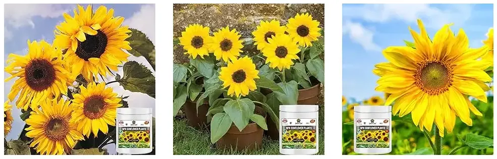 Sansar Agro NPK Sunflower Plant