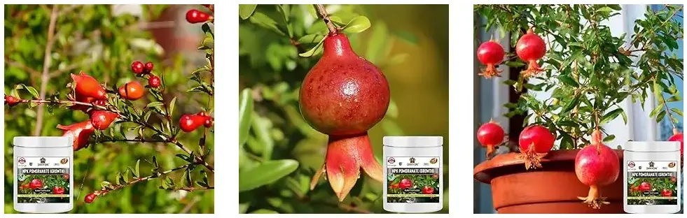 Sansar Agro - NPK Pomegranate (Growth)