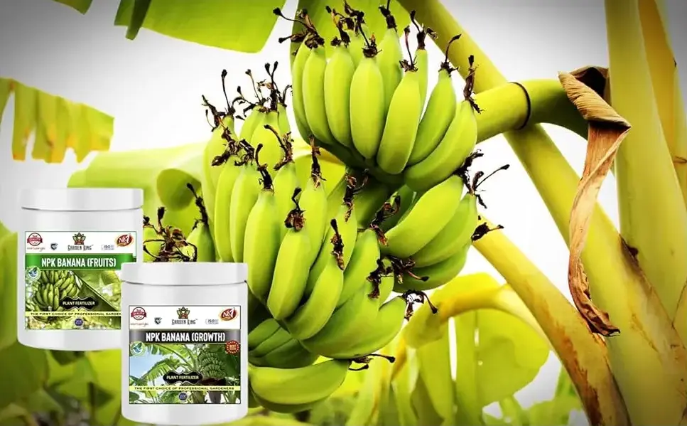 Sansar Agro - NPK Banana Fruits