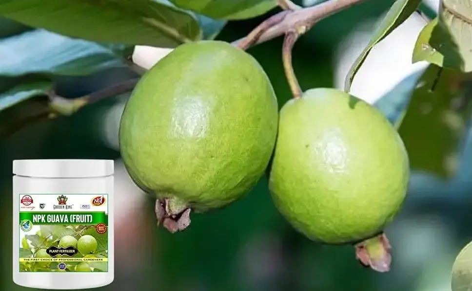 Sansar Agro - NPK Guava Fruit
